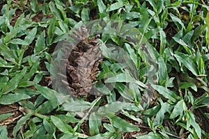 seeds which will eventually grow into a sturdy tree