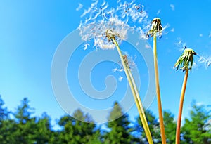 Seeds of white dandelion is blown away by the wind