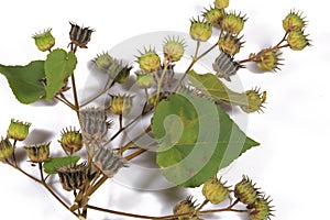 Seeds of wild Abutilon