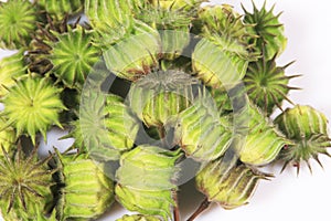 Seeds of wild Abutilon