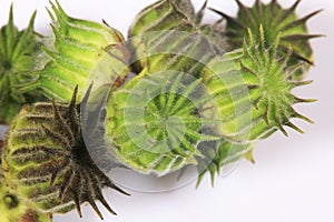 Seeds of wild Abutilon