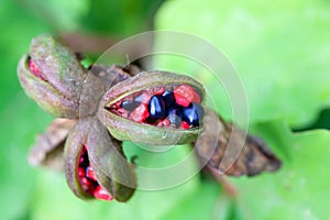 Seeds of a woodland peony, Paeonia obovata