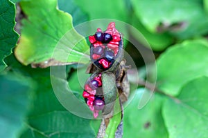 Seeds of a woodland peony, Paeonia obovata