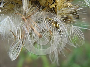 Seeds Xerochrysum bracteatum - golden everlasting