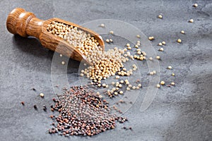 Seeds of yellow and black mustard photo