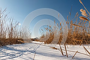 Seedy reed stalks