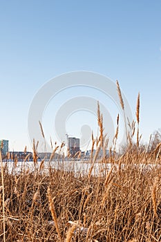 Seedy reed stalks