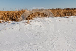 Seedy reed stalks