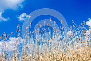 Seedy reed stalks and fluffy clouds
