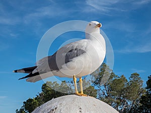 Seegull on the background of blue sky