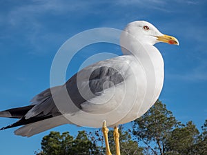 Seegull on the background of blue sky
