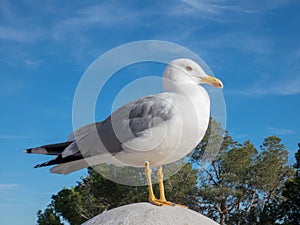 Seegull on the background of blue sky