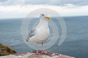 Seagull at the ocean shore