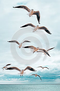 Seegulls flying above the sea