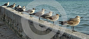 Seegulls lined up