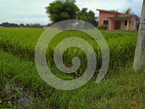 Seeing a beautiful green farm paddy field
