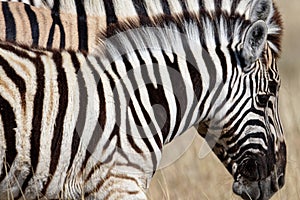 Seeing double. A baby zebra or foal\'s head is outlined by its mother\'s head behind it