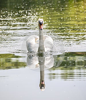 Swan - Seeing Double