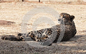 Cheetah resting, looking backwards photo