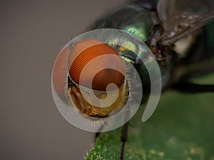 Seekor lalat sedang berdiri di atas daun photo