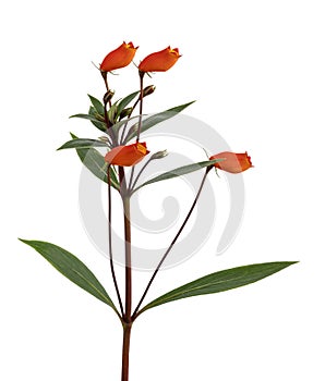 Seemannia flower, Bolivian Sunset plant, Gloxinia sylvatica flowers with leaves isolated on white background, with clipping path