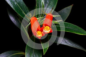 Seemannia or Seemannia sylvatica, Gesneriaceae flowers