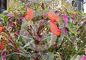 Seemannia Syvatica in Flores