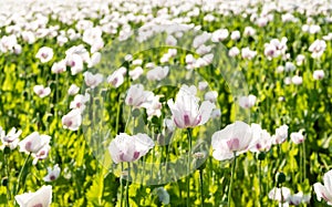 Seemingly endless field with tender butterfly-like blossoming p