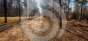 Seemingly endless path in a Dutch forest