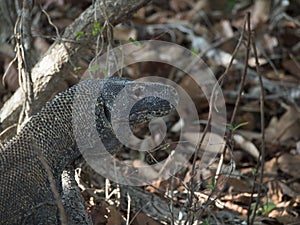 Komodo Dragons in the wild photo