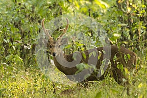 Indian Hog Deer, Hyelaphus porcinus, Thailand