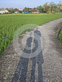 Seen the shadows of two people in a rice field
