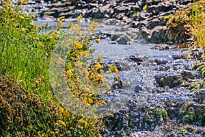 Seep monkey flower (Mimulus guttatus) blooming on the shores of a creek, North Table Mountain Ecological Reserve, Oroville, photo