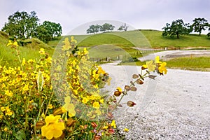 Seep monkey flowers Mimulus guttatus