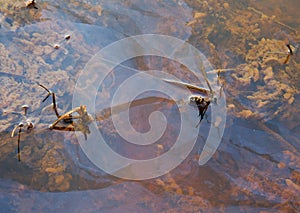 Seepage of iron rich groundwater in a river