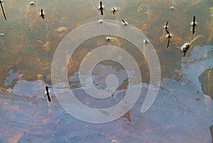 Seepage of iron rich groundwater in a river