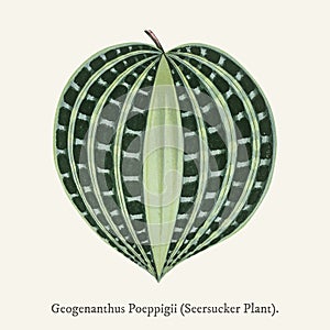 Seersucker Plant Dichorisandra Undata found in 1825-1890 New