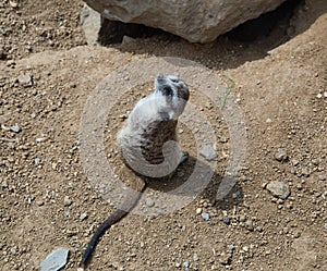 Seeting meerkat looks back. Suricat suricatta in Zoo.