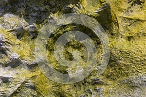 Seeweed and sea algae drying out in abstract patterns on the black basalt lava coast of Ponta do MistÃ©rio on ilha Terceira Island