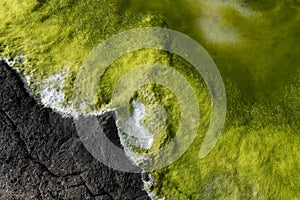 Seeweed and sea algae drying out in abstract patterns on the black basalt lava coast of Ponta do MistÃ©rio on ilha Terceira Island
