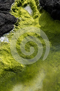 Seeweed and sea algae drying out in abstract patterns on the black basalt lava coast of Ponta do MistÃ©rio on ilha Terceira Island