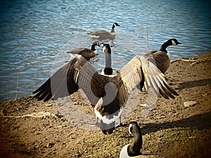 Sefton Park is a public park in south Liverpool, England.