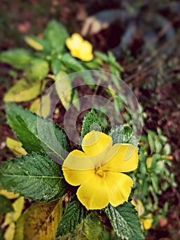 Sega rose, the yellow flower with green leaves in the tropical garden