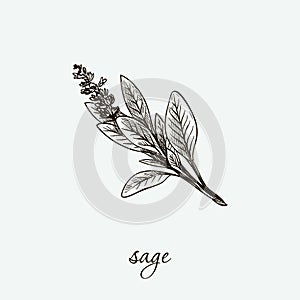 Sage. natural herbs. sketch on grey photo
