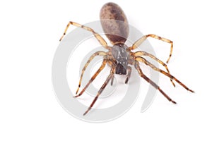 Segestria senoculata