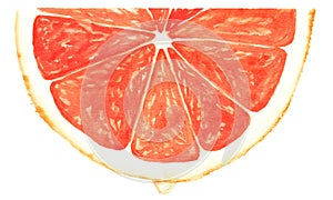 Segment of red grapefruit photo