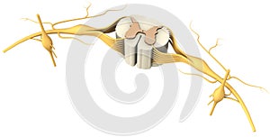 Segment of the spinal cord with nerves and a vertebra. 3D illustration