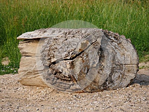 Segment of a tree trunk, as driftwood, stranded, partly with bark, torn wood, long lain in the water, blurred background