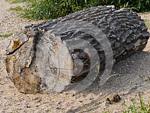 Segment of a tree trunk, as driftwood, stranded, partly with bark, torn wood, long lain in the water, blurred background and blurr