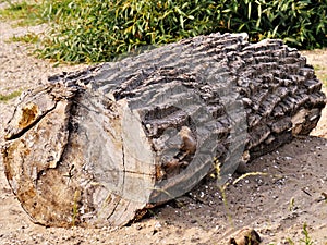 Segment of a tree trunk clearly visible cut surface, as driftwood, stranded, wood torn, has long lain in the water, blurred backgr